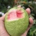 红白心芭乐番石榴工厂果果汁果果干每天无限量供应果园基地直