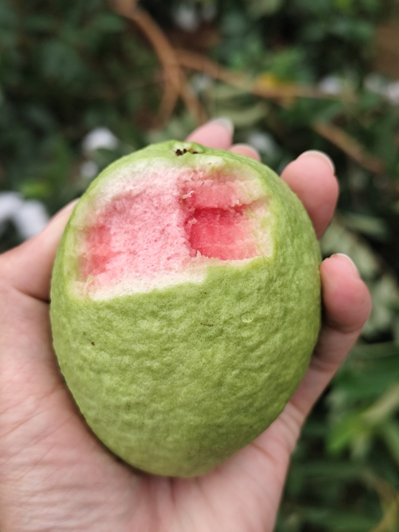 红白心芭乐番石榴工厂果果汁果果干每天无限量供应果园基地直