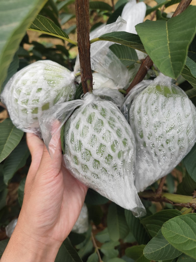 红白心芭乐番石榴工厂果果汁果果干每天无限量供应果园基地直