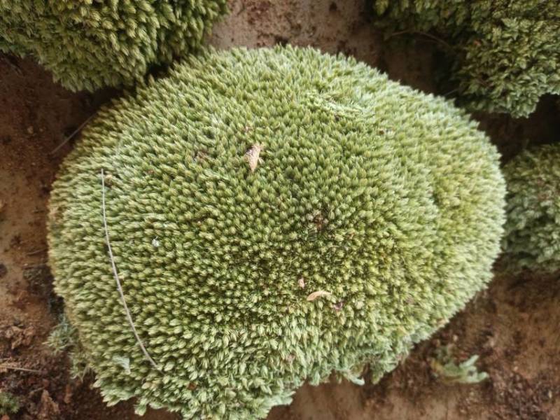 野菜白发藓，尺寸6cm起以上或更宽