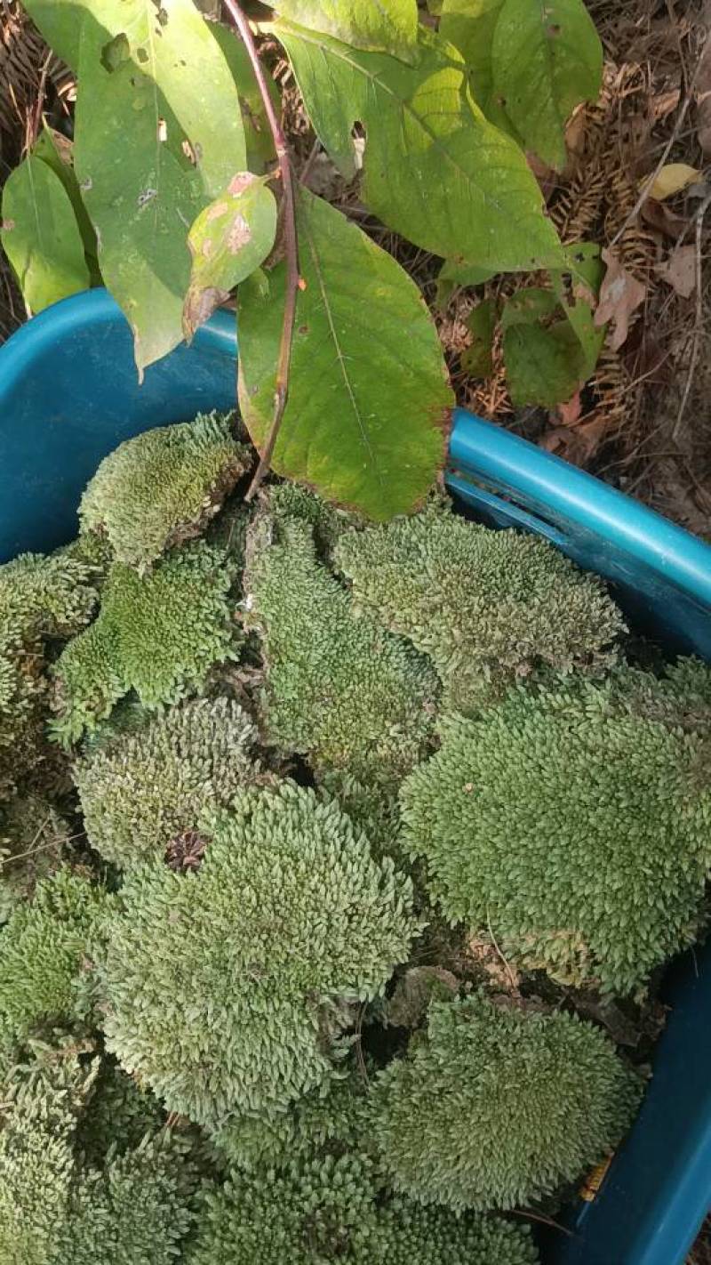 野菜白发藓，尺寸6cm起以上或更宽