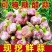 山东新鲜红皮蒜产地现挖现发货，对接电商市场，商超团购要