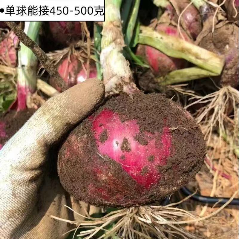 山东紫皮洋葱大量现货大量上市基地直发代收代发一条龙服务