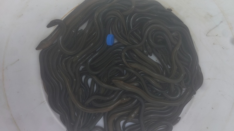 黄鳝，江西土黄鳝，需要的欢迎老板联系详聊。