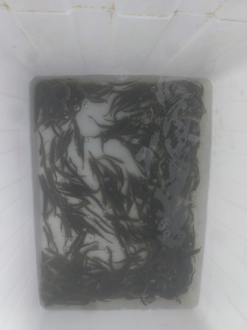 泥鳅，土泥鳅，青鳅，花鳅，野河泥鳅，精品通货7-15cm