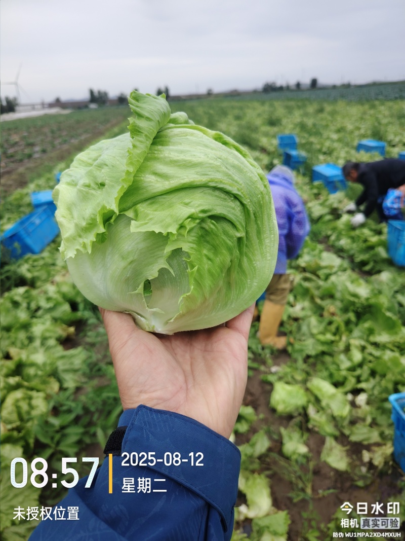 河北张家口地区5月底球生菜大量上市欢迎采购咨询