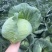 扁包菜奥奇娜甘蓝包菜蔬菜基地直供现采现卖大量促销扁包菜