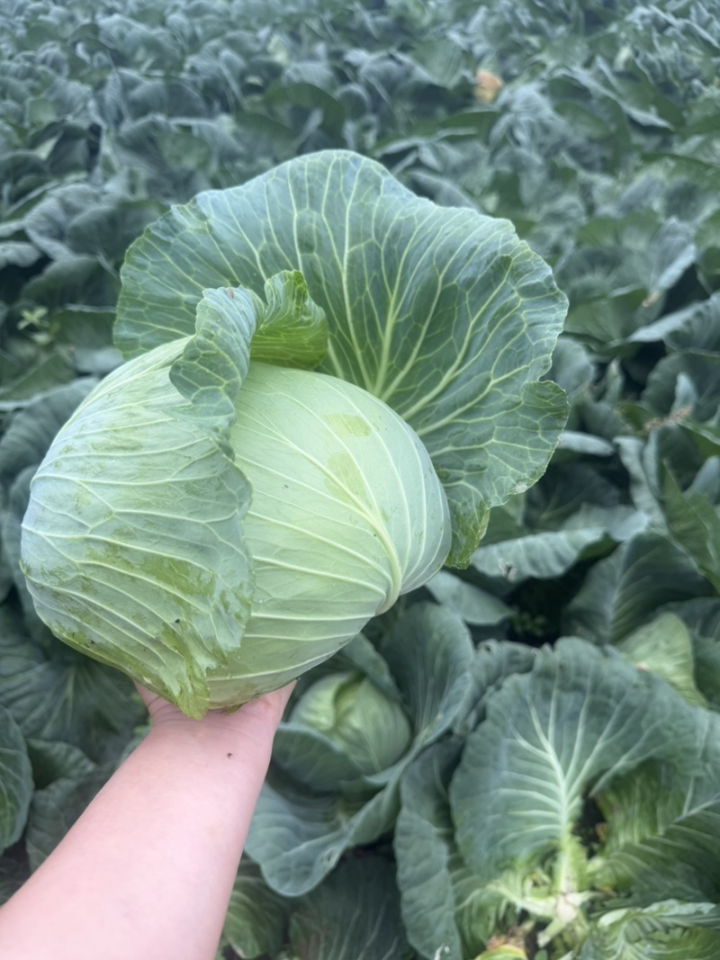 扁包菜奥奇娜甘蓝包菜蔬菜基地直供现采现卖大量促销扁包菜