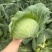 扁包菜奥奇娜甘蓝包菜蔬菜基地直供现采现卖大量促销扁包菜