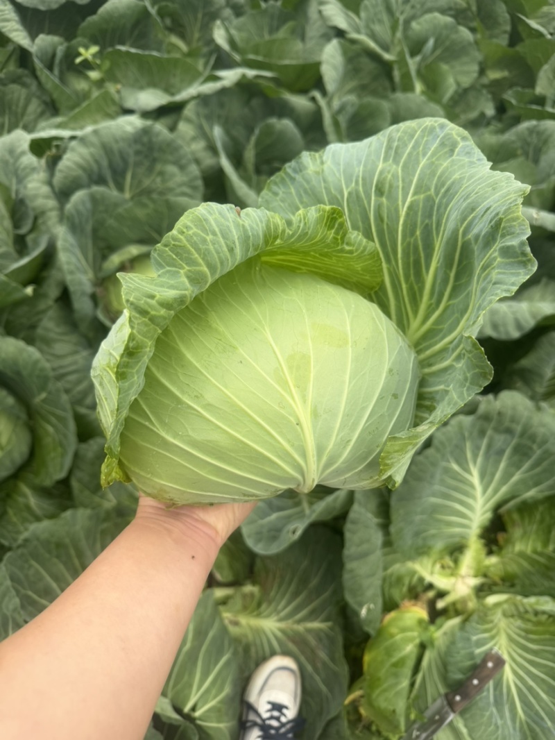 扁包菜奥奇娜甘蓝包菜蔬菜基地直供现采现卖大量促销扁包菜
