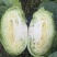 扁包菜奥奇娜甘蓝包菜蔬菜基地直供现采现卖大量促销扁包菜
