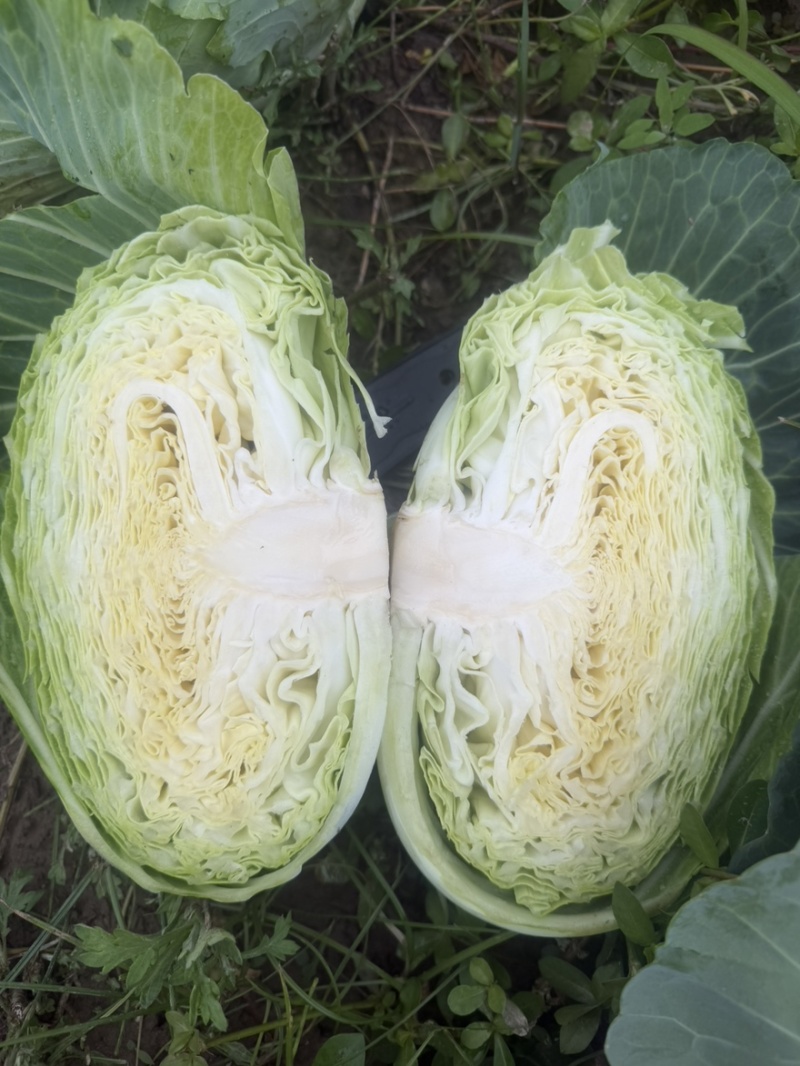 扁包菜奥奇娜甘蓝包菜蔬菜基地直供现采现卖大量促销扁包菜