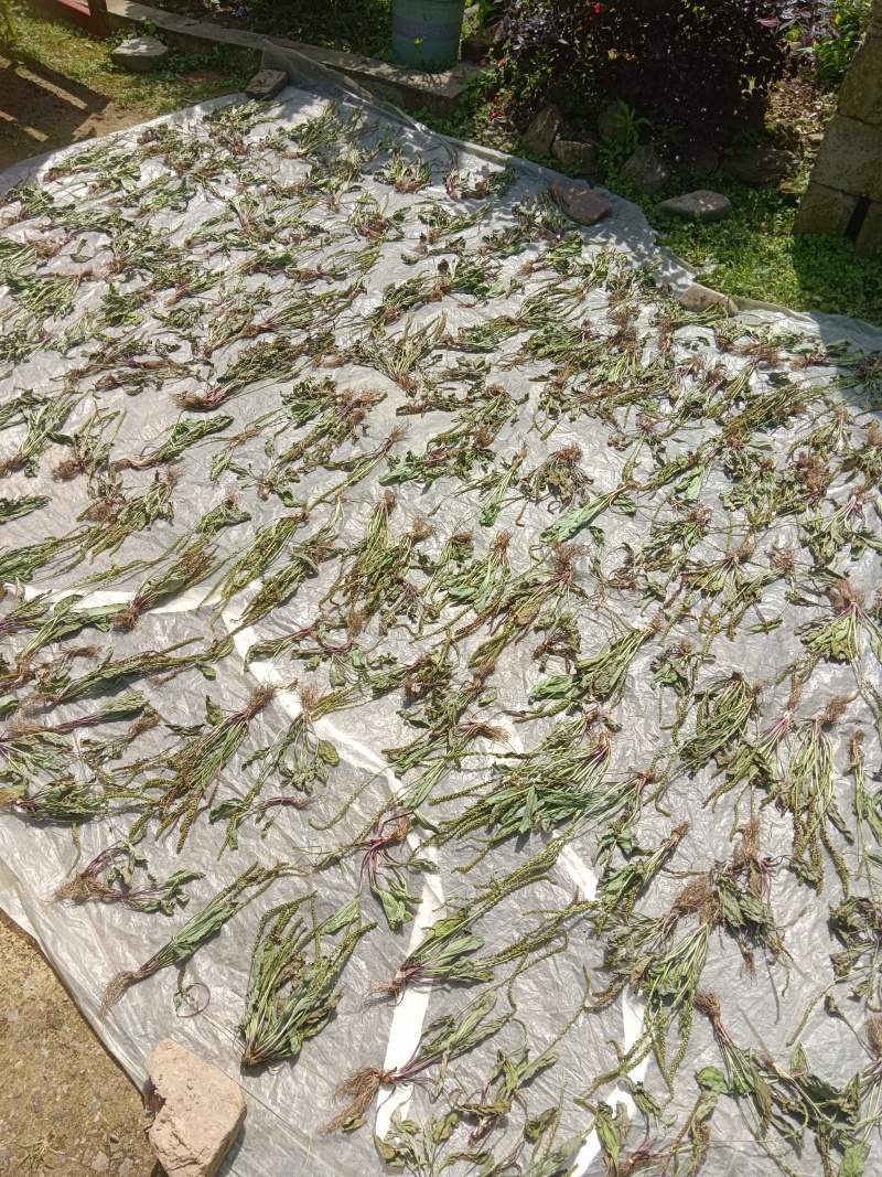 车前草，中草药材之一，可以做野菜食用，泡茶饮用或药用