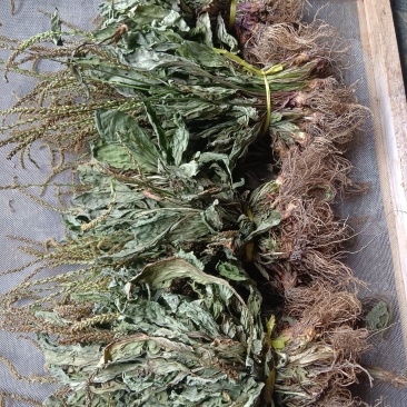 车前草，中草药材之一，可以做野菜食用，泡茶饮用或药用