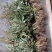 车前草，中草药材之一，可以做野菜食用，泡茶饮用或药用