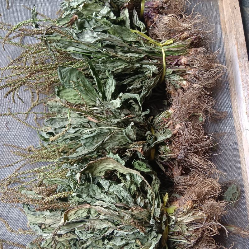 车前草，中草药材之一，可以做野菜食用，泡茶饮用或药用
