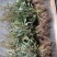车前草，中草药材之一，可以做野菜食用，泡茶饮用或药用