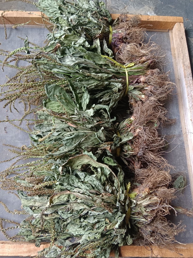 车前草，中草药材之一，可以做野菜食用，泡茶饮用或药用