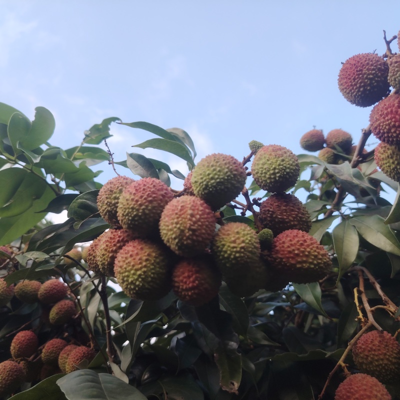 想要卖货，广西北海妃子笑荔枝