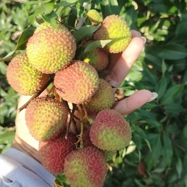 想要卖货，广西北海妃子笑荔枝
