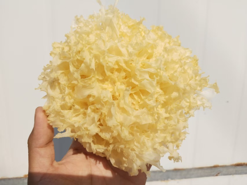 吃生鲜银耳的季节到了。一棒三朵。