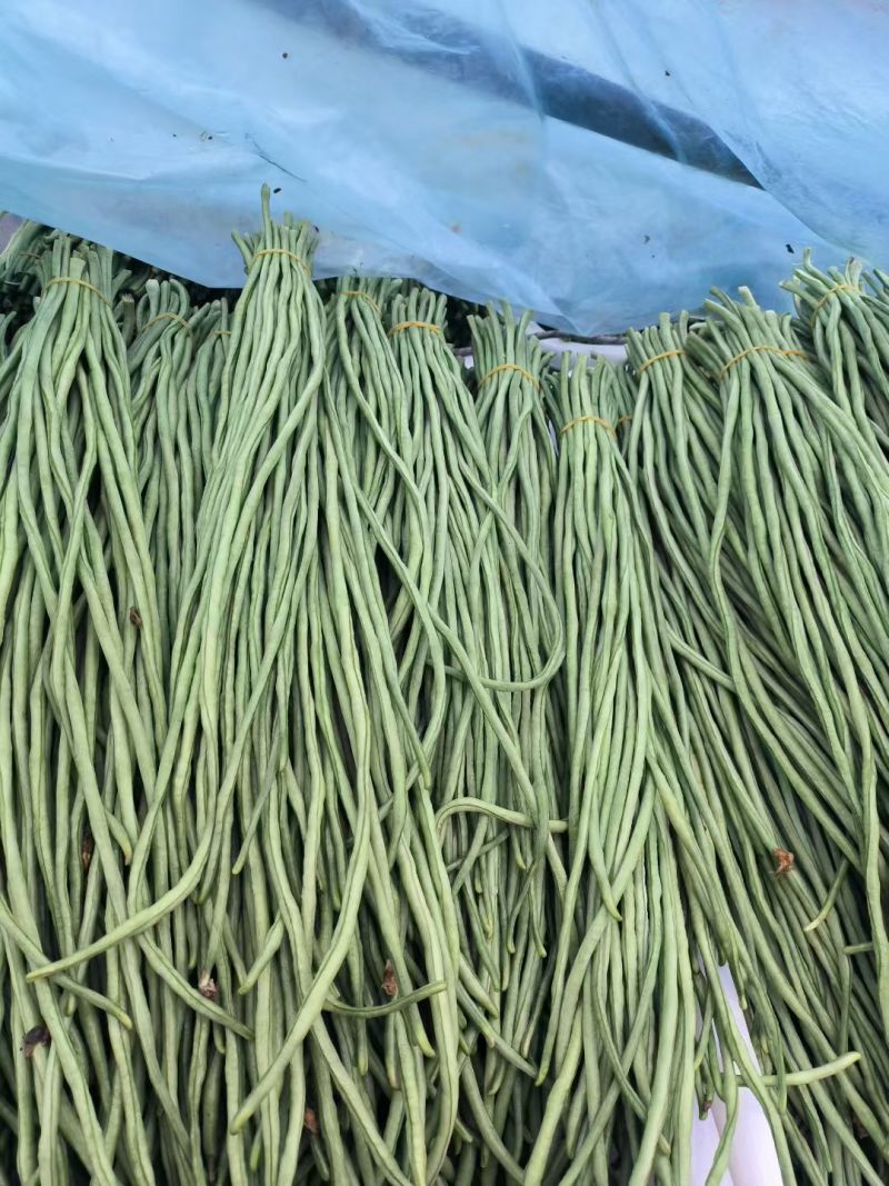 青条豆角精品豆角长豆角缸豆