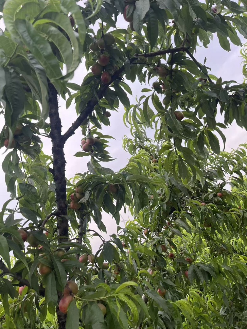 金雷油桃