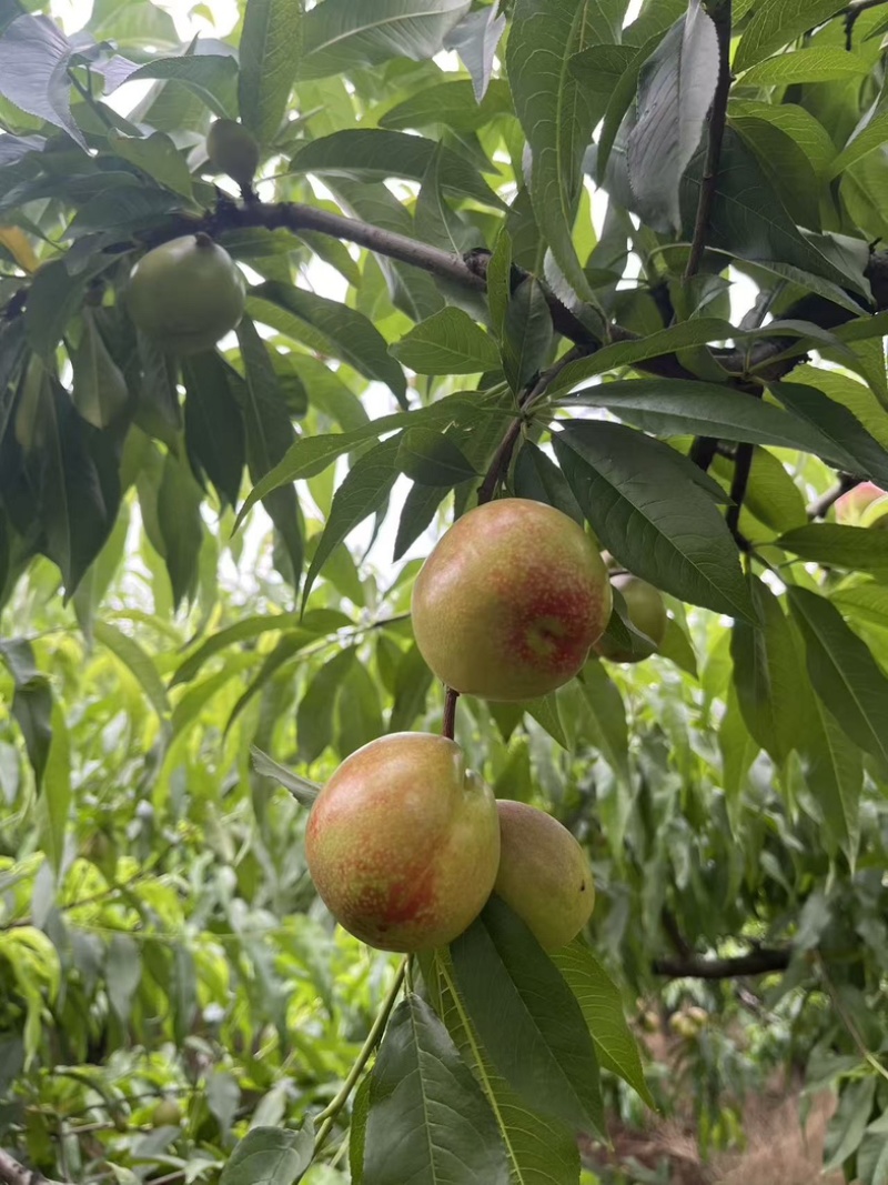 金雷油桃