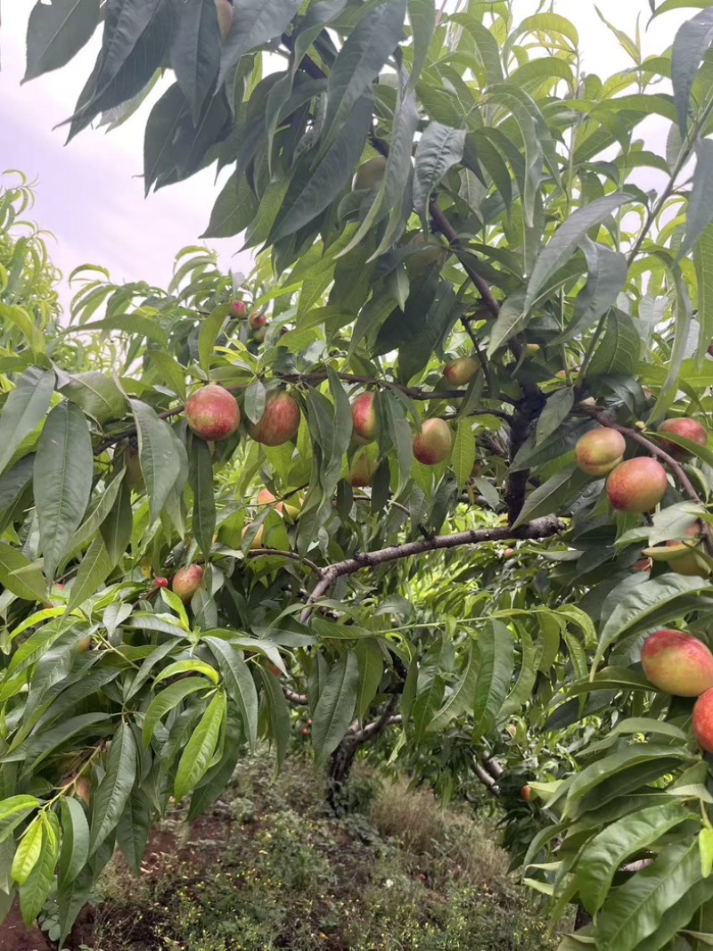 金雷油桃