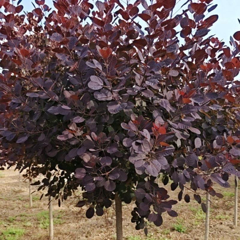陕西红栌米荆4～6厘米分枝1.3米左右
