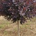 陕西红栌米荆4～6厘米分枝1.3米左右