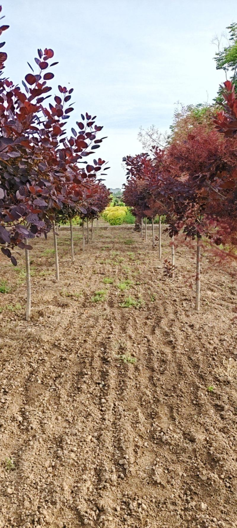 陕西红栌米荆4～6厘米分枝1.3米左右