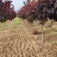 陕西红栌米荆4～6厘米分枝1.3米左右