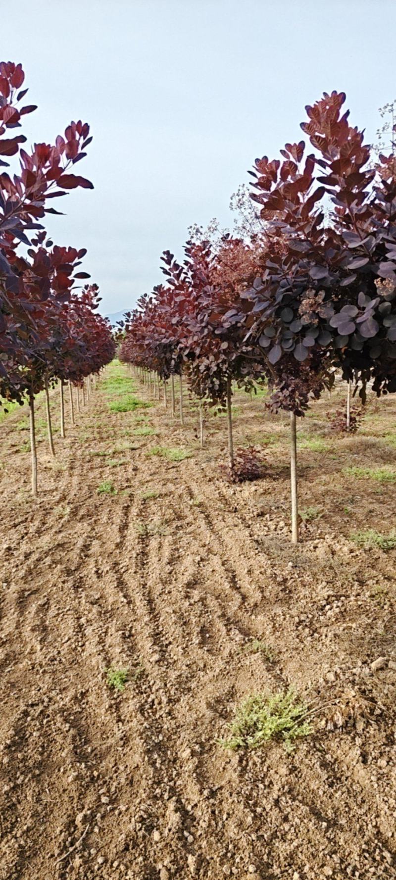 陕西红栌米荆4～6厘米分枝1.3米左右