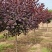 陕西红栌米荆4～6厘米分枝1.3米左右