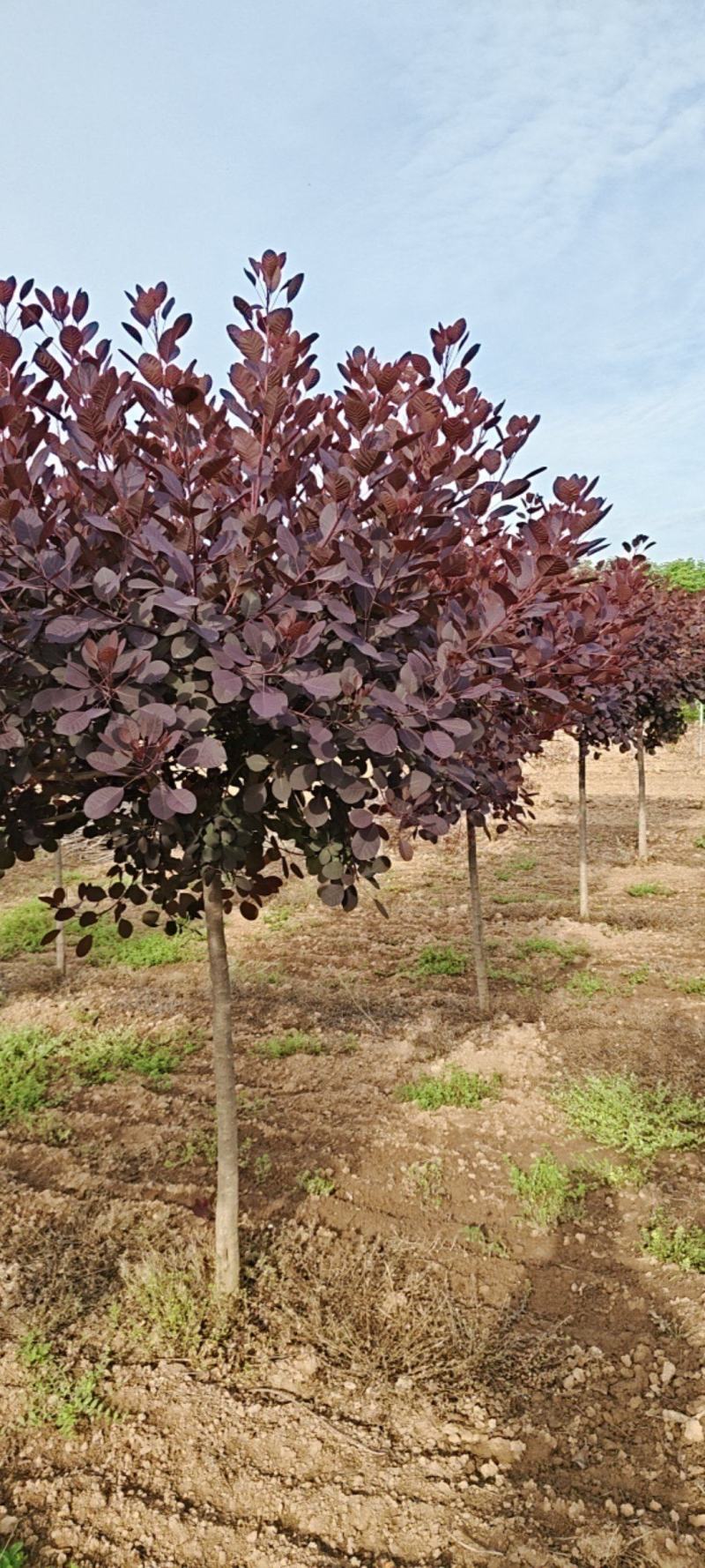 陕西红栌米荆4～6厘米分枝1.3米左右