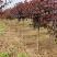 陕西红栌米荆4～6厘米分枝1.3米左右