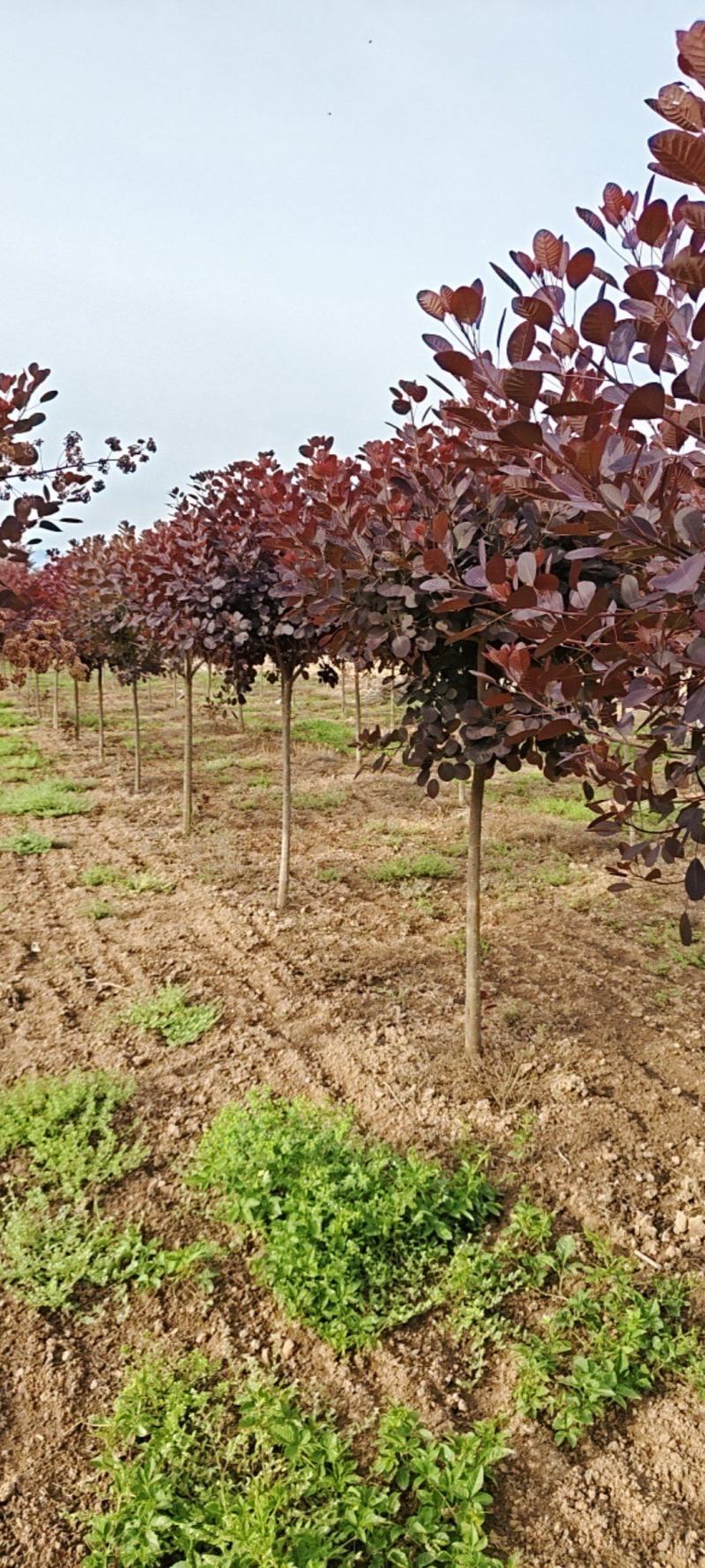 陕西红栌米荆4～6厘米分枝1.3米左右