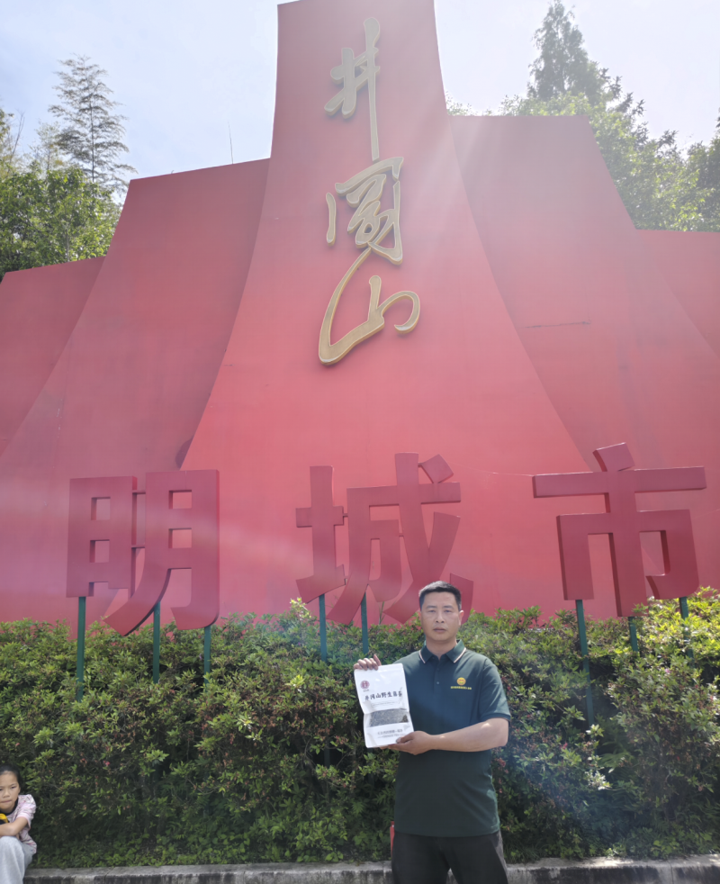 井冈山野生藤茶莓茶嫩叶散装批发产自井冈山市深山老林无农残