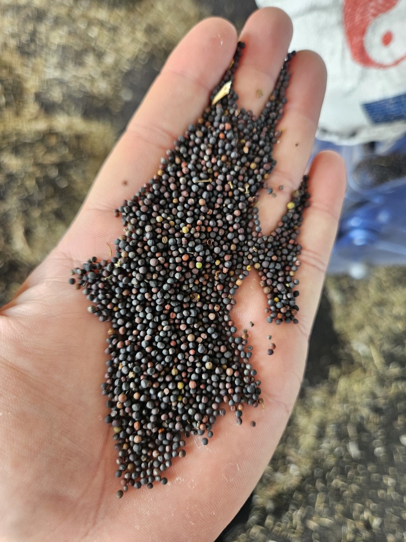 湖北2026年度新季油菜籽