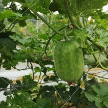 节瓜香芋节瓜****香芋味节瓜基地直供