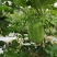 节瓜香芋节瓜****香芋味节瓜基地直供