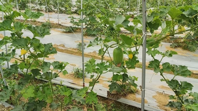 节瓜香芋节瓜****香芋味节瓜基地直供