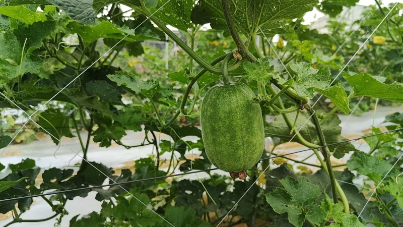 节瓜香芋节瓜****香芋味节瓜基地直供