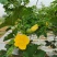 节瓜香芋节瓜****香芋味节瓜基地直供