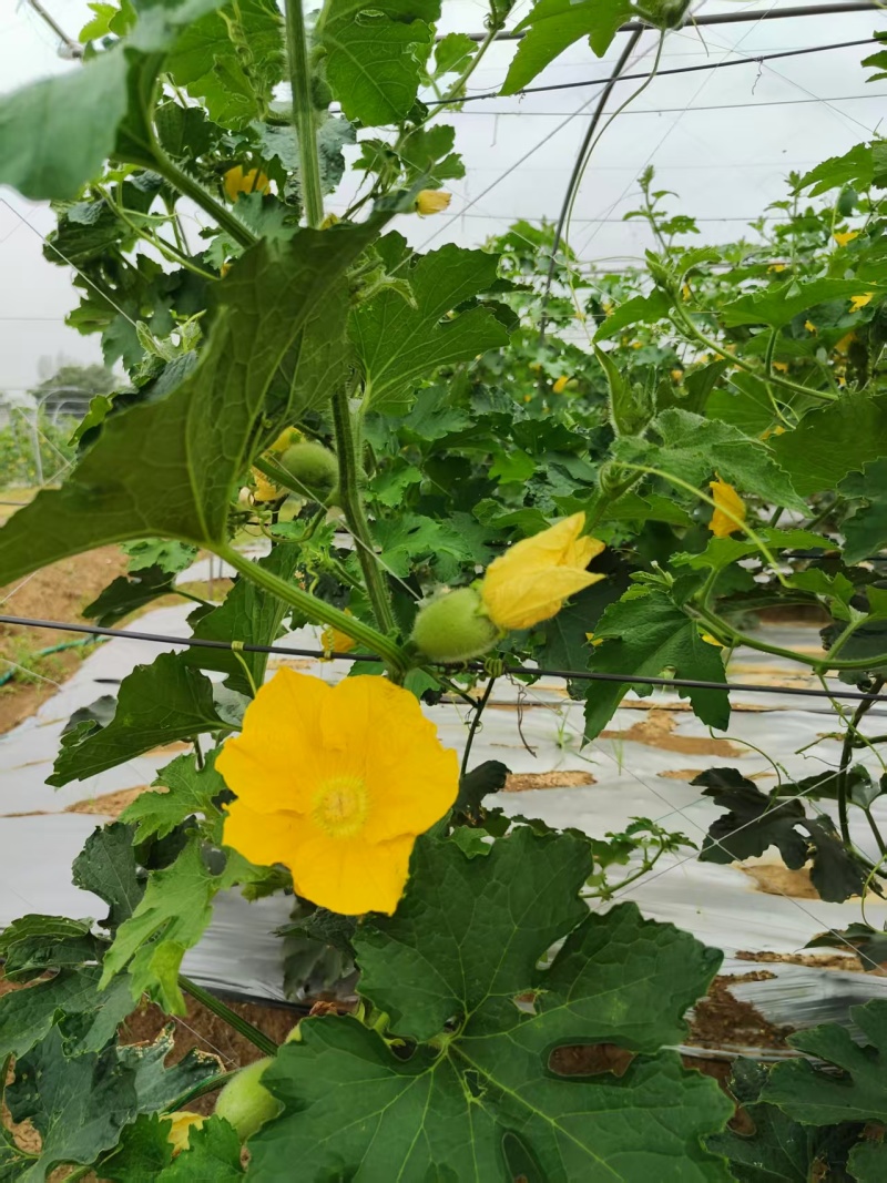 节瓜香芋节瓜****香芋味节瓜基地直供