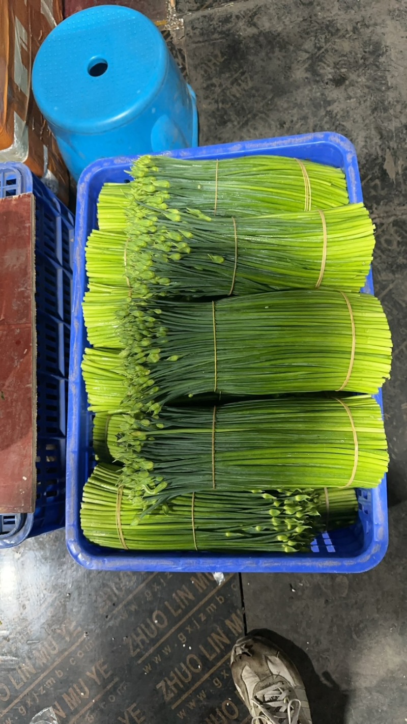 精品韭苔