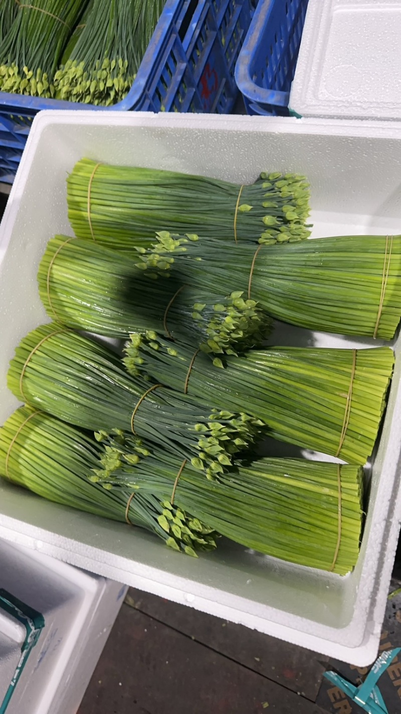 精品韭苔