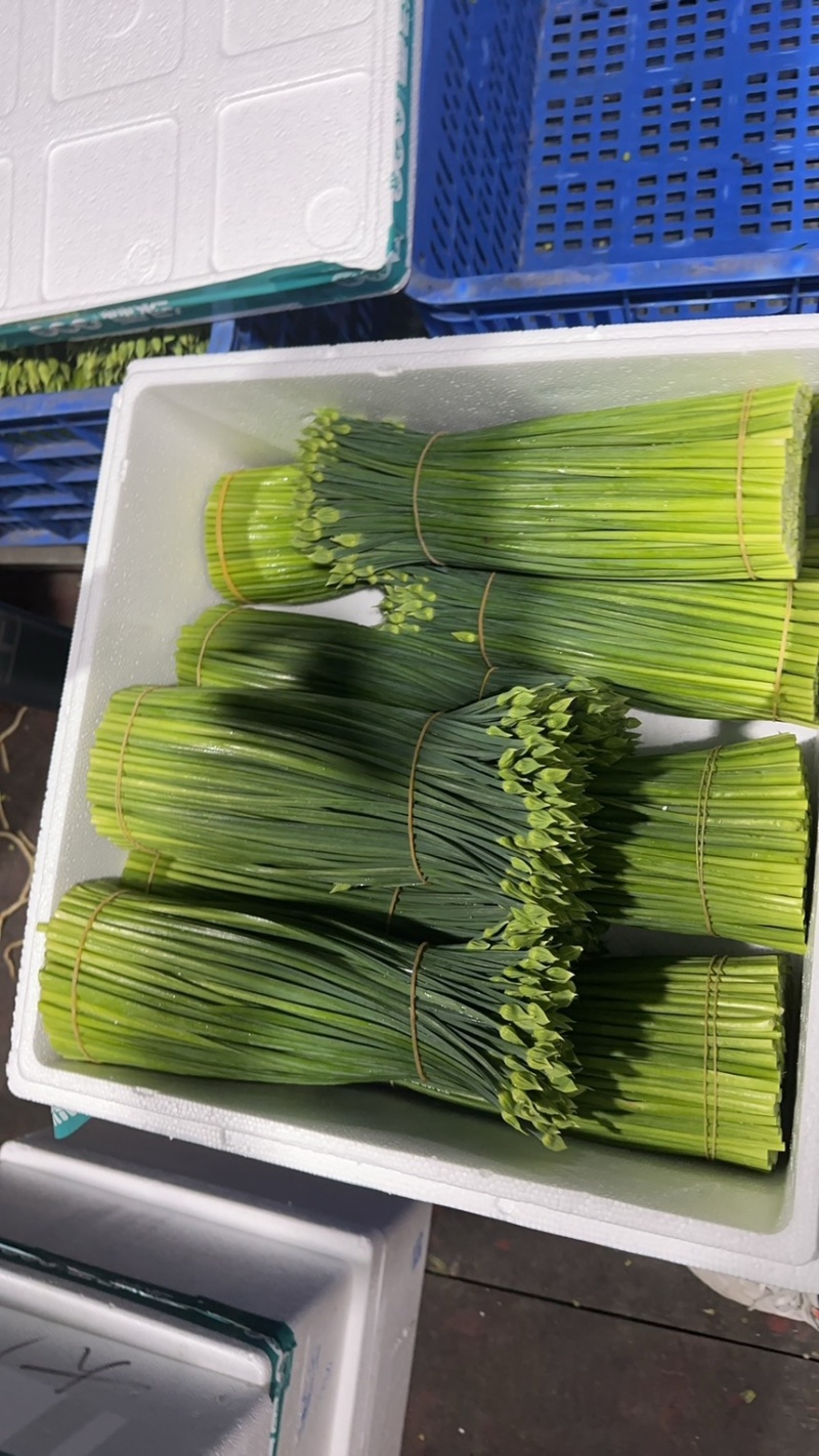 精品韭苔