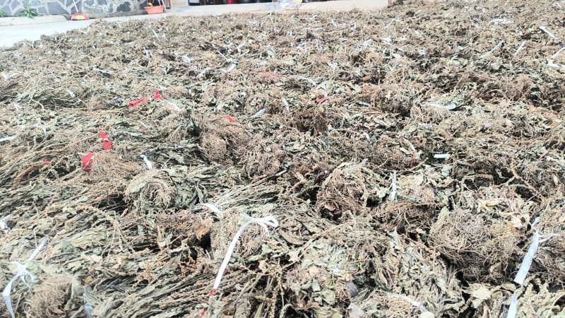 车前草，产地大量供应